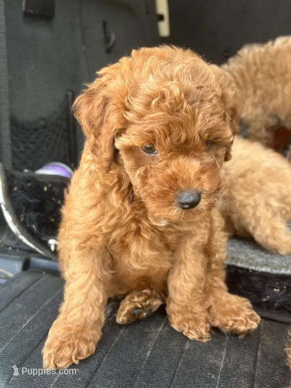 Lake – Miniature Goldendoodle puppy for sale in Atlanta, GA