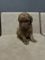 Lake, a male Miniature Goldendoodle for sale in Atlanta, GA – 1 of 3