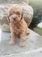 Oakley , a male Miniature Goldendoodle for sale in Atlanta, GA – 4 of 6