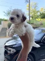 Snoh, a male Miniature Goldendoodle for sale in Atlanta, GA – 2 of 5