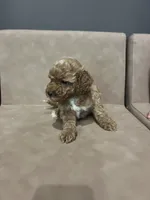 Sadie, a female Miniature Goldendoodle for sale in Atlanta, GA – 3 of 5