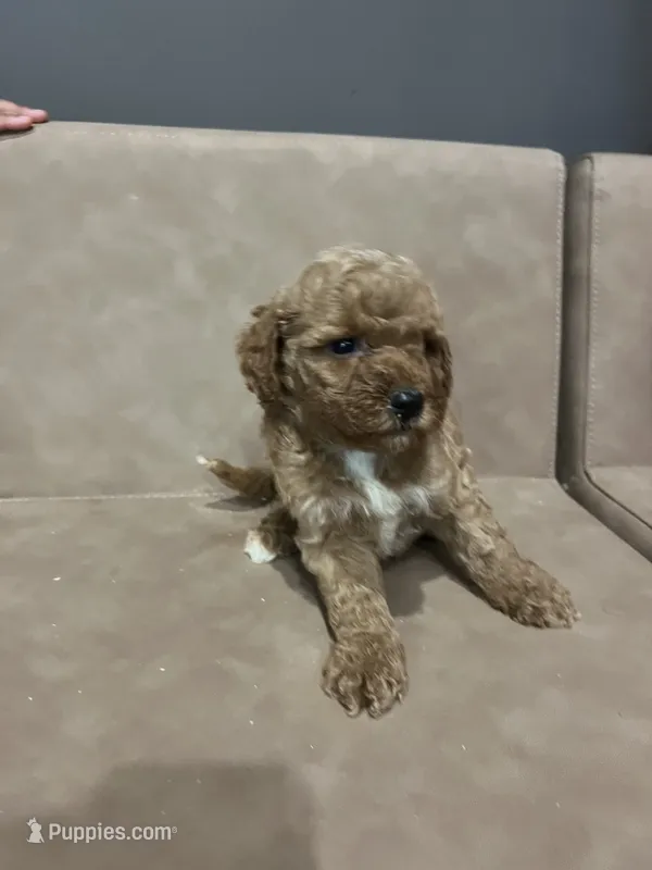 Sadie – Miniature Goldendoodle puppy for sale in Atlanta, GA