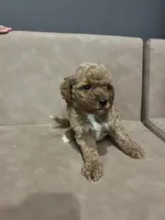Sadie, a female Miniature Goldendoodle for sale in Atlanta, GA – 1 of 5