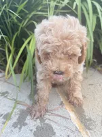 Pearl , a female Miniature Goldendoodle for sale in Atlanta, GA – 2 of 8