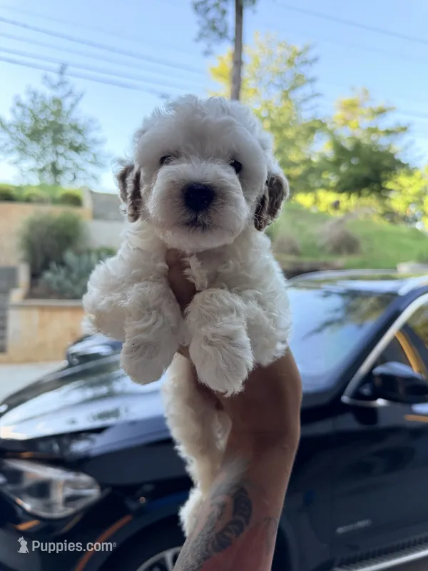 Snoh – Miniature Goldendoodle puppy for sale in Atlanta, GA