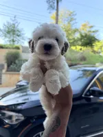 Snoh, a male Miniature Goldendoodle for sale in Atlanta, GA – 1 of 5