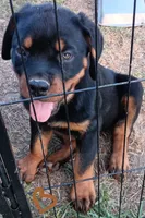 processed/917b00f7-f598-4c82-994d-0f2b86fa6f64/listing/63390353-b81f-4ef8-9986-57b338be9015/5a98e6dd-f7c3-4a86-a2b2-703816a2c608