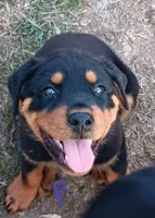 processed/917b00f7-f598-4c82-994d-0f2b86fa6f64/listing/7216c916-959c-424d-9f51-0ad602183df1/5ace9943-028b-438b-a245-cc5f55ba706d