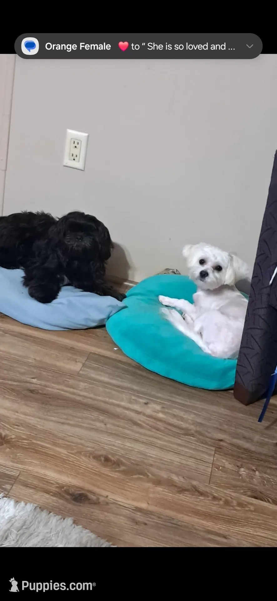 NoName – Maltipoo, Shorkie puppy for sale in Fayetteville, NC