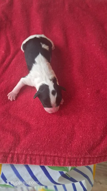 Oreo – Maltipoo, Shorkie puppy for sale in Fayetteville, NC