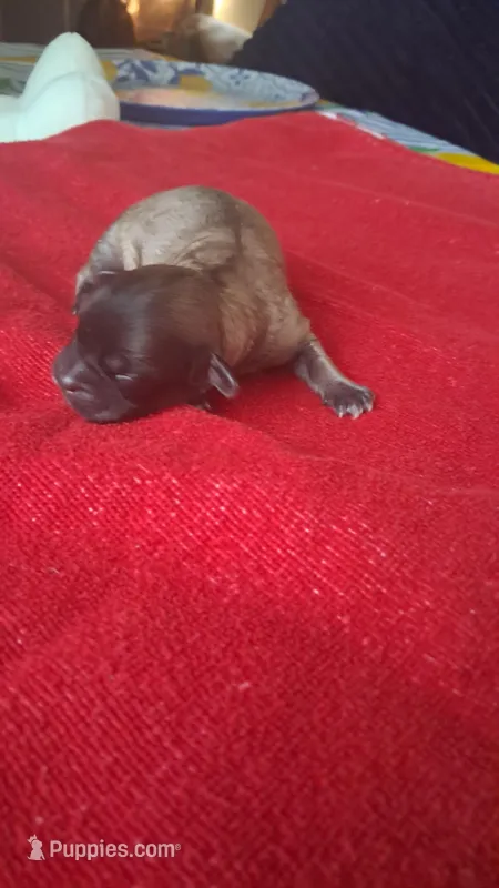 Sage – Maltipoo, Shorkie puppy for sale in Fayetteville, NC