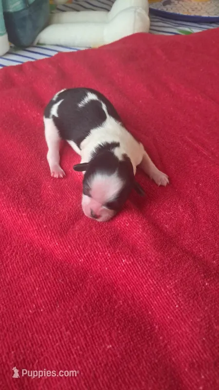 Lila – Maltipoo, Shorkie puppy for sale in Fayetteville, NC