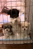 Black and white, a female Havanese for sale in Chicago, IL – 2 of 5