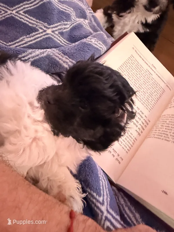 Black and white – Havanese puppy for sale in Chicago, IL