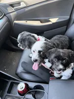 Black and white, a female Havanese for sale in Chicago, IL – 3 of 5