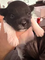 Black and white, a female Havanese for sale in Chicago, IL – 4 of 5