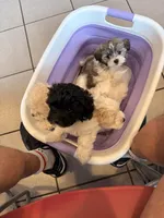 Black and white, a female Havanese for sale in Chicago, IL – 5 of 5