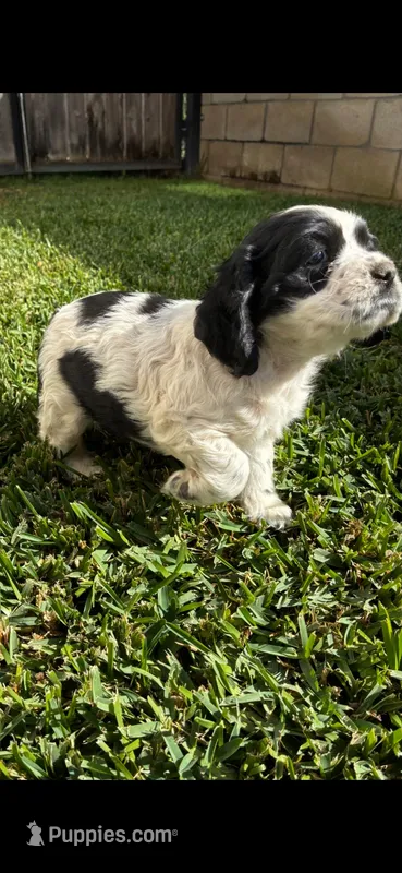 Cocker Spaniel Puppies – Cocker Spaniel puppy for sale in Riverside, CA