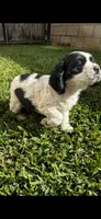 Cocker Spaniel Puppies, a male Cocker Spaniel for sale in Riverside, CA – 1 of 6