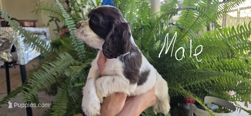 Cocker Spaniels  – Cocker Spaniel puppy for sale in Riverside, CA
