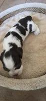 Cocker Spaniels , a female Cocker Spaniel for sale in Riverside, CA – 6 of 7