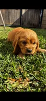 Cocker Spaniel Puppies, a male Cocker Spaniel for sale in Riverside, CA – 5 of 6