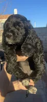 Chong, a female Cocker Spaniel for sale in Riverside, CA – 4 of 4