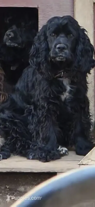 Chong, a female Cocker Spaniel for sale in Riverside, CA – 1 of 4