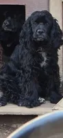 Chong, a female Cocker Spaniel for sale in Riverside, CA – 1 of 4