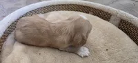Cocker Spaniels , a female Cocker Spaniel for sale in Riverside, CA – 7 of 7