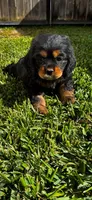 Cocker Spaniel Puppies, a male Cocker Spaniel for sale in Riverside, CA – 3 of 6