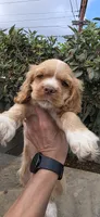 Cocker Spaniels , a male Cocker Spaniel for sale in Riverside, CA – 2 of 3