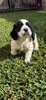 Cocker Spaniel Puppies, a male Cocker Spaniel for sale in Riverside, CA – 2 of 6