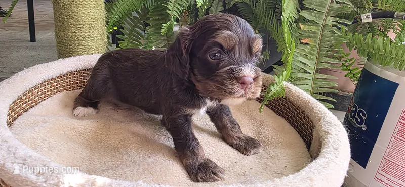 Cocker Spaniels  – Cocker Spaniel puppy for sale in Riverside, CA