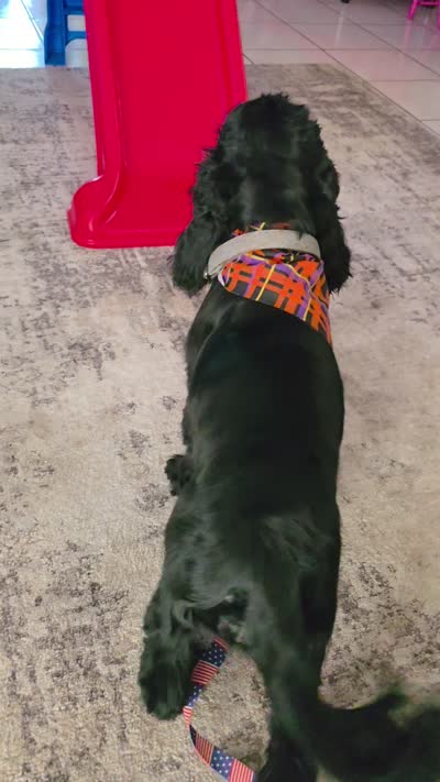 Chong, a female Cocker Spaniel for sale in Riverside, CA – 3 of 4