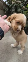 Cocker Spaniels , a male Cocker Spaniel for sale in Riverside, CA – 3 of 3
