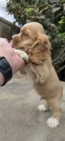 Cocker Spaniels , a male Cocker Spaniel for sale in Riverside, CA – 1 of 3