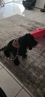 Chong, a female Cocker Spaniel for sale in Riverside, CA – 2 of 4