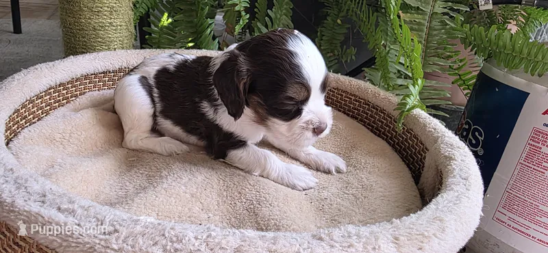 Cocker Spaniels  – Cocker Spaniel puppy for sale in Riverside, CA