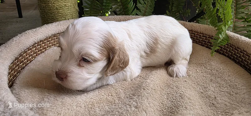Cocker Spaniels  – Cocker Spaniel puppy for sale in Riverside, CA