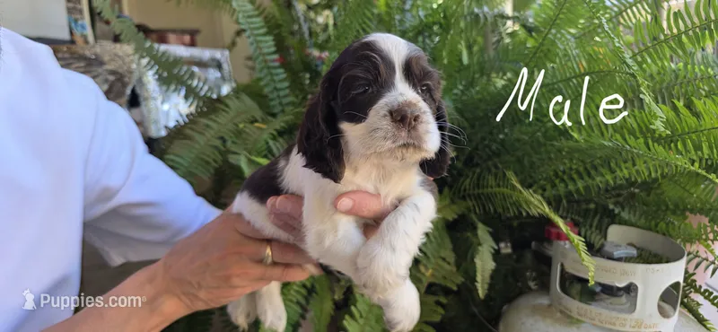 Cocker Spaniels  – Cocker Spaniel puppy for sale in Riverside, CA