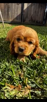 Cocker Spaniel Puppies, a male Cocker Spaniel for sale in Riverside, CA – 6 of 6