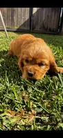 Cocker Spaniel Puppy , a male Cocker Spaniel for sale in Riverside, CA – 3 of 3