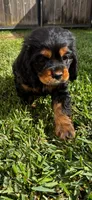 Cocker Spaniel Puppies, a male Cocker Spaniel for sale in Riverside, CA – 4 of 6