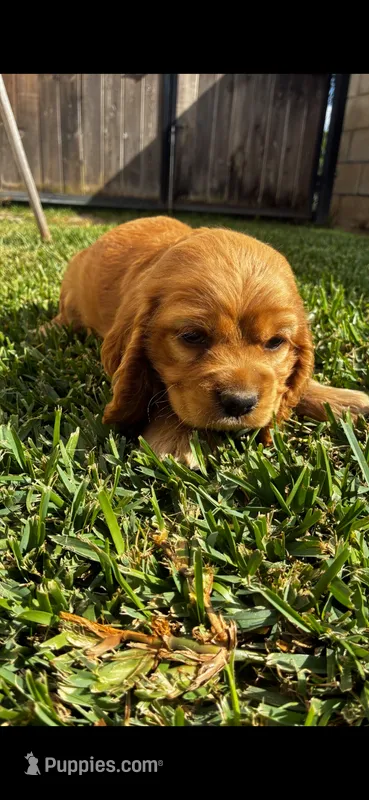 Cocker Spaniel Puppy  – Cocker Spaniel puppy for sale in Riverside, CA