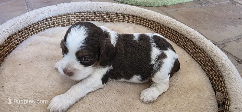 Cocker Spaniels  – Cocker Spaniel puppy for sale in Riverside, CA