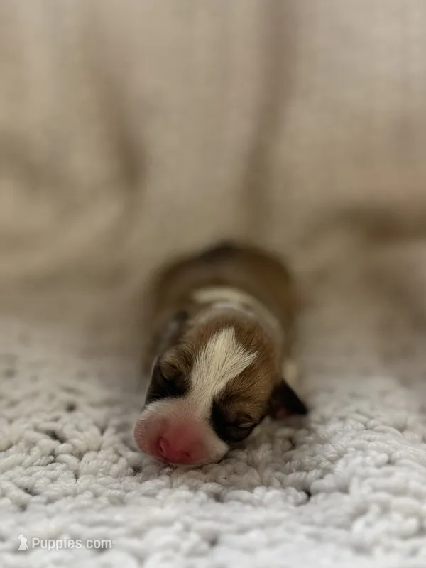 Lemon – Pembroke Welsh Corgi puppy for sale in Centralia, WA