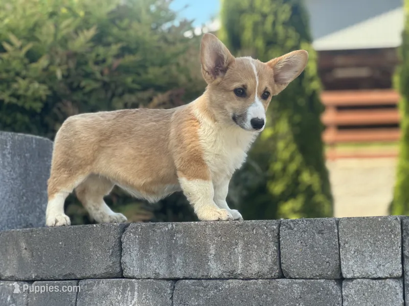 Hazel - weekend special – Pembroke Welsh Corgi puppy for sale in Centralia, WA