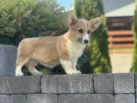 Hazel - SOLD, a female Pembroke Welsh Corgi for sale in Centralia, WA – 1 of 5