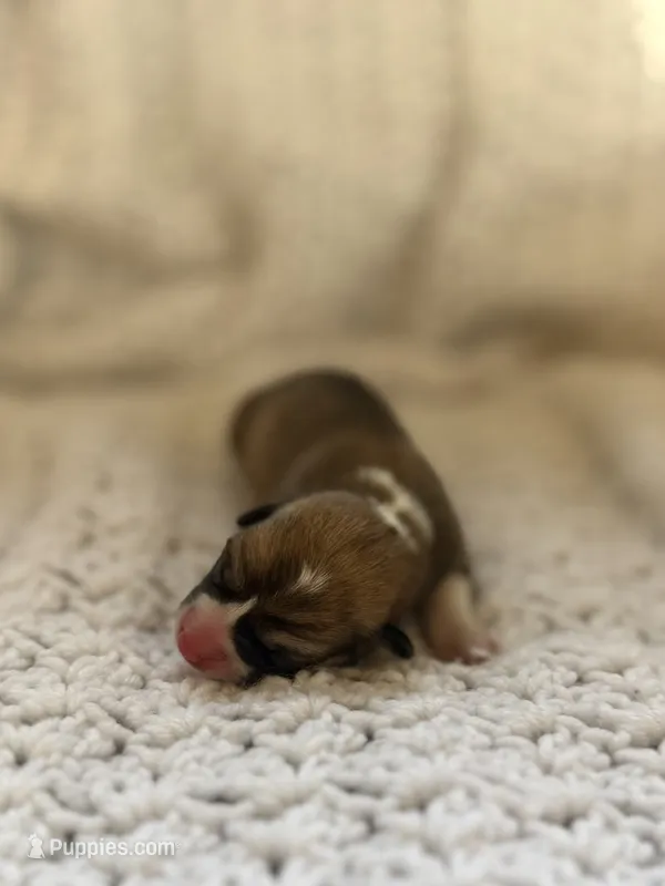 Licorice – Pembroke Welsh Corgi puppy for sale in Centralia, WA